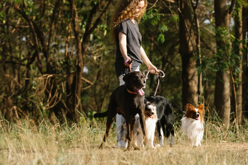 Purposeful Walks, Happy Dogs